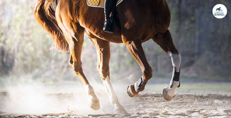 Les signes de l’arthrose chez le cheval