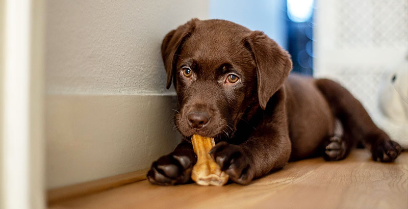 Peut-on donner un os à son chiot ?