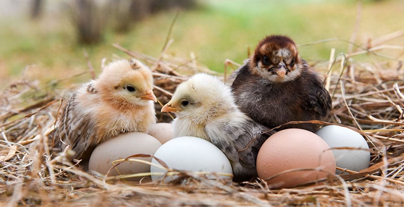 Comment prendre soin des poussins ?