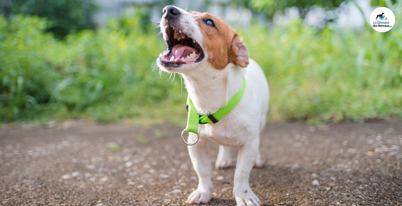 Vrai ou Faux : Certains chiens aboient plus que d’autres