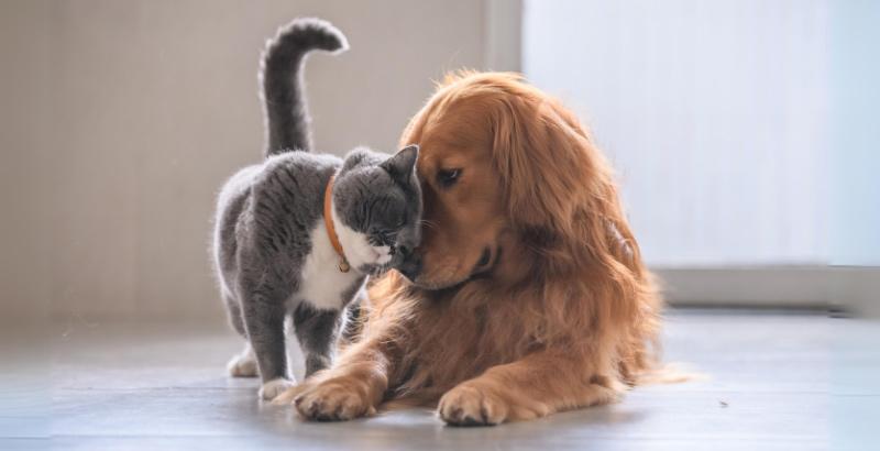 Flexadin Boswellia : Soutien articulaire naturel pour chiens et chats