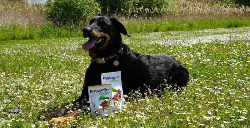 On a testé : le Flexadin Advanced pour chiens [VIDEO]