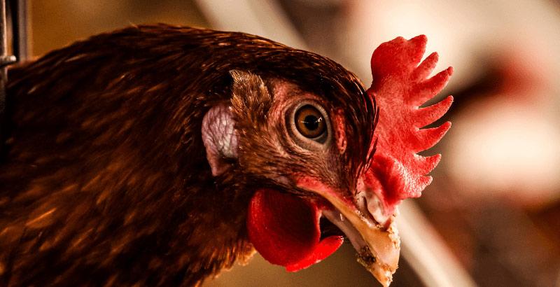 La gale des pattes chez les poules