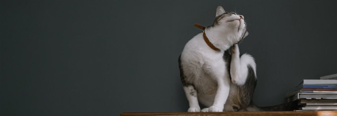 les puces dans une maison : bien se protéger