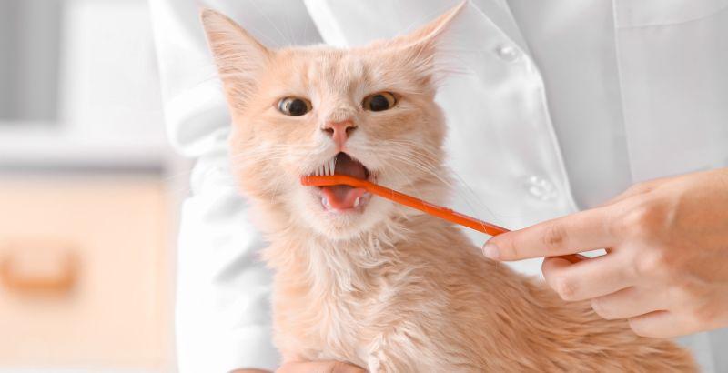 Votre chat a du tartre ? Solutions et préventions pour sa santé bucco-dentaire