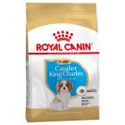 Royal Canin Cavalier King Charles Junior - La Compagnie des Animaux
