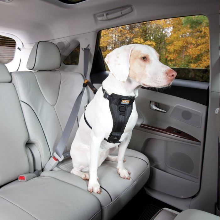 Rouge Taille: M Système dattache sur ceinture de sécurité universel avec mousqueton Kurgo Harnais de sécurité pour chien Enhanced Strength Tru-Fi Adapté pour chiens de taille moyenne Taille ajustable 