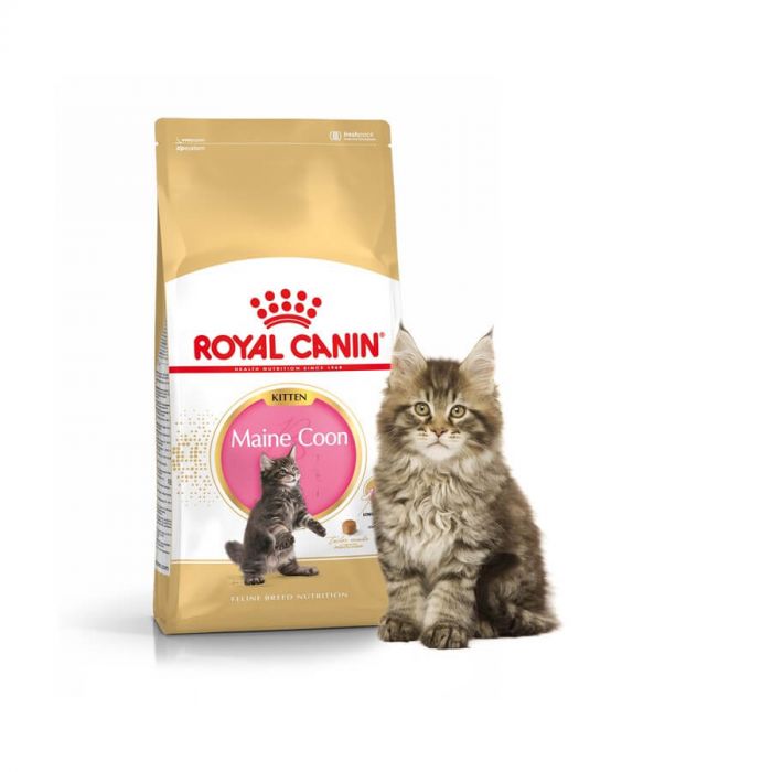 Bevestigen aan oven Slaapzaal Royal Canin Feline BREED Kitten Maine Coon 2kg | clube.zeros.eco