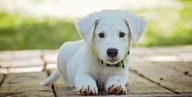 Anti-Puces et Vermifuges pour Chiot | Nos Conseils Vétérinaires