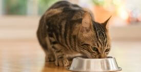 Comment choisir sa nourriture pour chat ? |Croquettes & pâtées|100% Vétérinaires