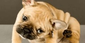 Les antiparasitaires externes pour chien - Antipuces et Anti-tiques