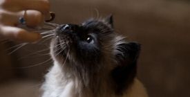 Friandises pour chat | Quelles friandises peut-on donner à son chat ? 