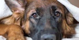 Prendre soin des articulations du chien avec Flexadin advanced
