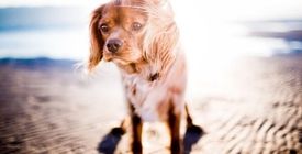 Emmener son chien à la plage : nos conseils véto