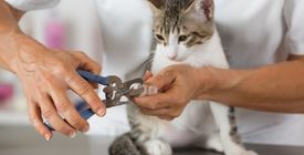 Comment couper les griffes d'un chat ? | Utilisation du coupe-griffes
