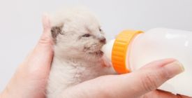 Comment nourrir un chat au biberon ?