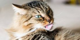 Boules de poils chat - Comment éviter les vomissements de poils ? 
