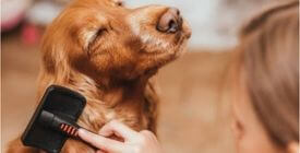Comment éviter la perte de poils chez le chien ? Nos conseils vétérinaires 