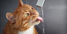 Comment éviter le coup de chaleur chez le chat ? Nos Conseils Véto
