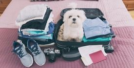 Partir en vacances avec son chien - Nos conseils véto