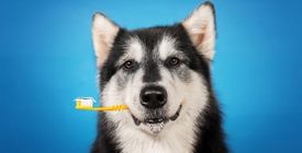 Dentifrice naturel pour chien - Comment bien nettoyer les dents de son chien ?