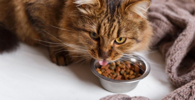 Comment lire une étiquette alimentaire pour chat ?