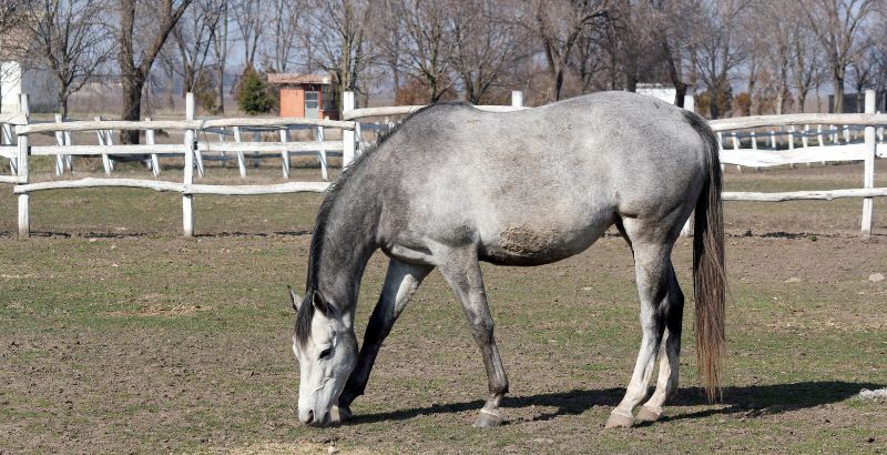 Sablose et transit digestif du cheval : SAND OFF EXTRA de Paardendrogist