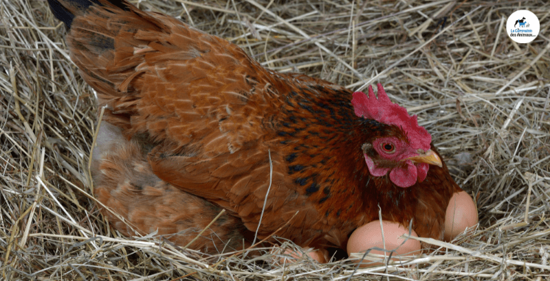 Vrai ou Faux : Les poules pondent tous les jours
