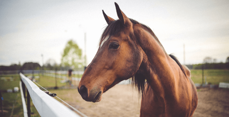 Comment bien gérer l’arthrose de son cheval ?