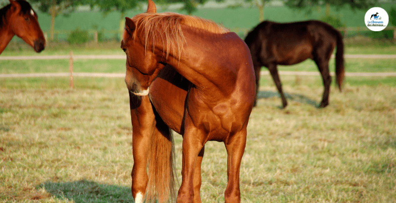 Quels sont les bienfaits du Psyllium chez les chevaux ?