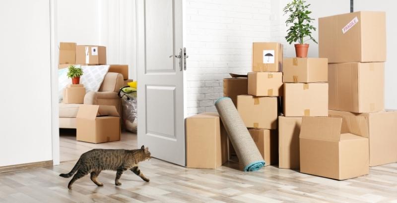 Comment déménager sereinement avec son chat ? La solution FELIWAY Optimum