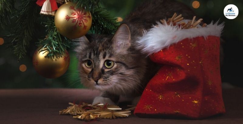 Comment bien préparer les fêtes de fin d'année pour son chat ?