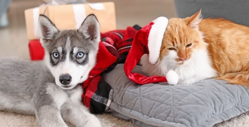 Quels sont les dangers de Noël pour votre animal ?