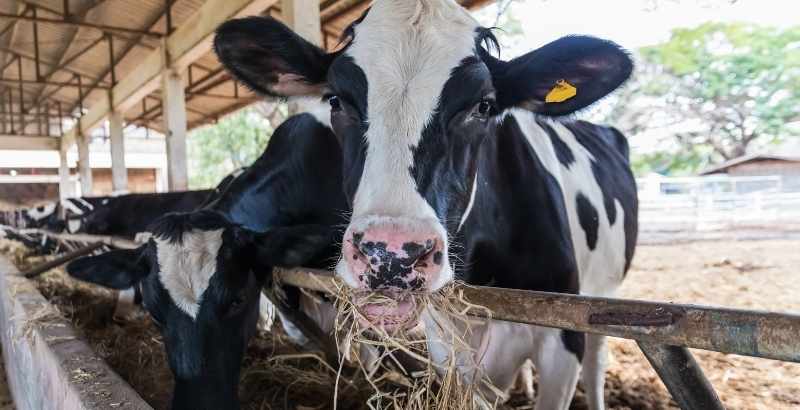 Imaveral : Une solution à diluer utilisée contre la teigne bovine