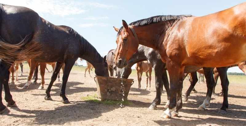 L'hydratation du cheval et du poney