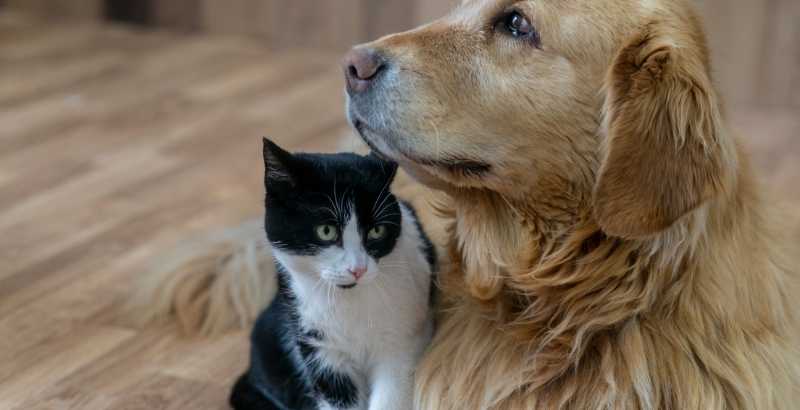 Conseil Vétérinaire - Blog - Quelles sont les causes d'un diabète insipide chez le chat ou le ?