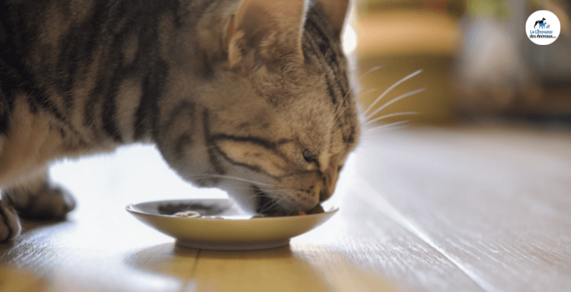 On a testé hydracare®, l’hydratation nouvelle génération pour les chats
