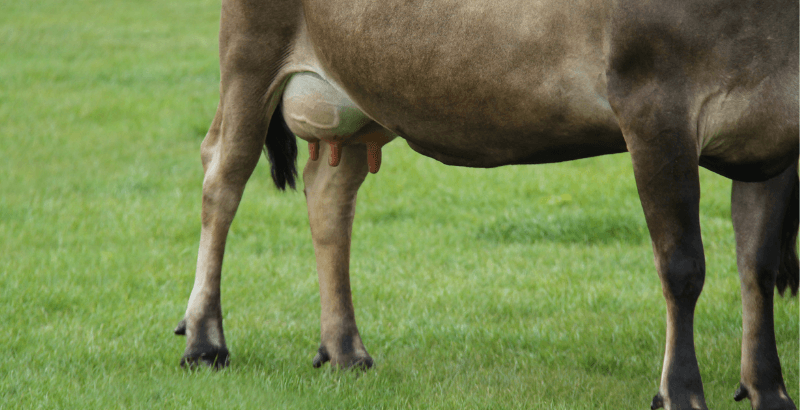 La mammite colibacillaire de la vache laitière