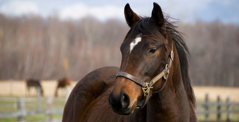 Le soutien articulaire du cheval : EQUIFLEXION de Paardendrogist