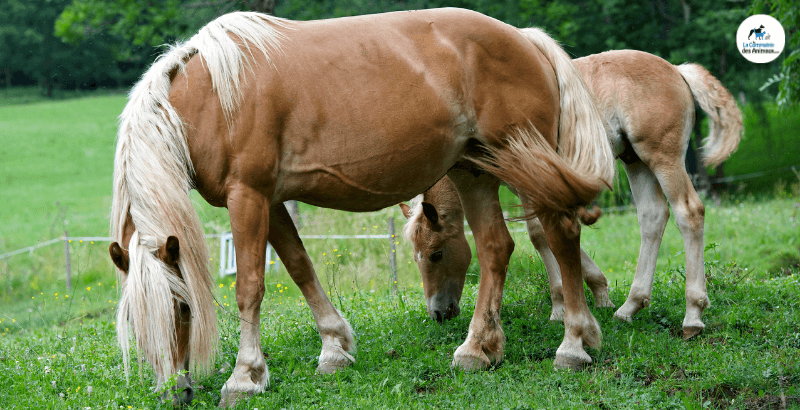 Quels sont les bienfaits des probiotiques pour chevaux ?