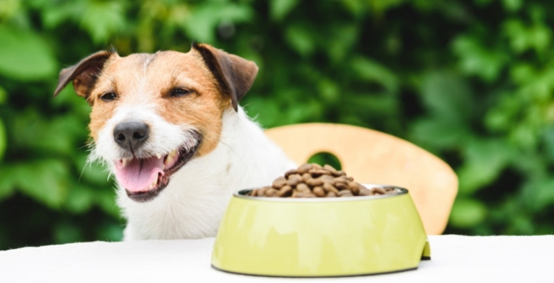L’alimentation bio pour chien  