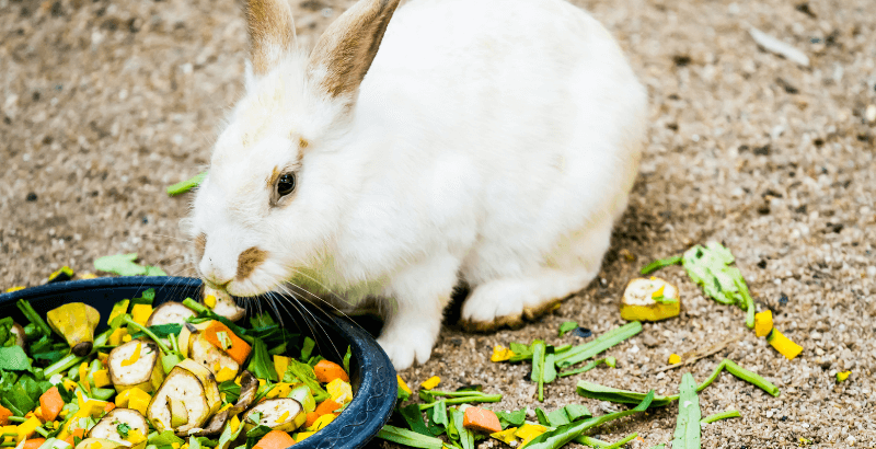 Quels légumes faut-il donner à son lapin ?