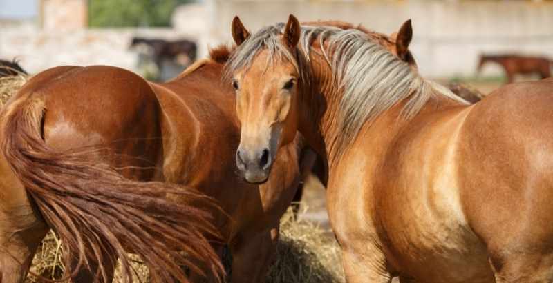 Alimentation des chevaux : Foin & concentrés