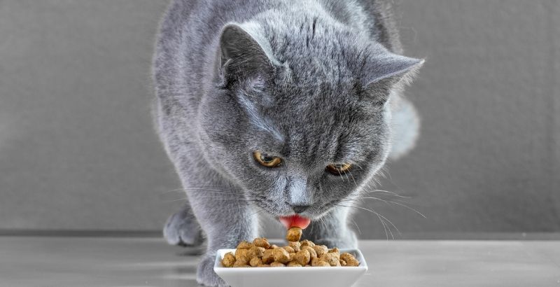 Comment alimenter un chat diabétique ?