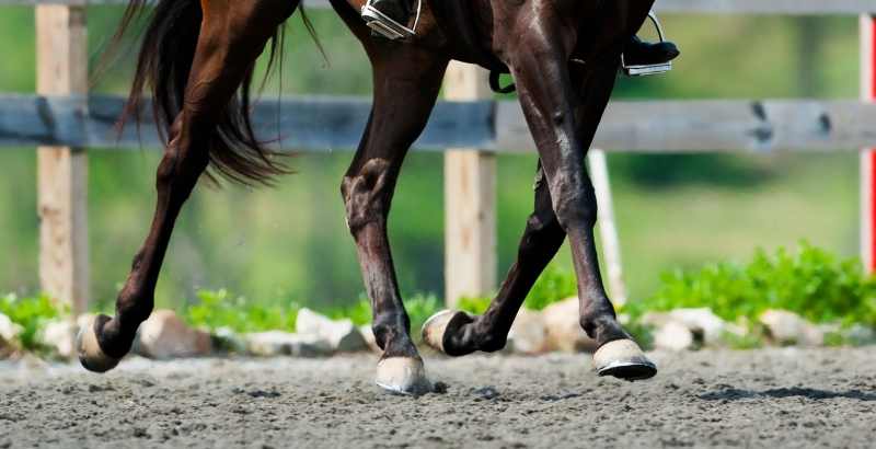 Comment soigner les pathologies du boulet chez le cheval ?