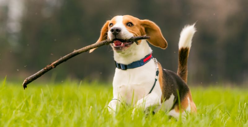 Arthrose du chien - Les traitements naturels
