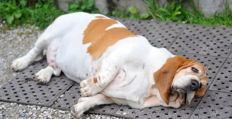 Comment aider mon chien obèse ou trop gros, à retrouver son poids normal ?