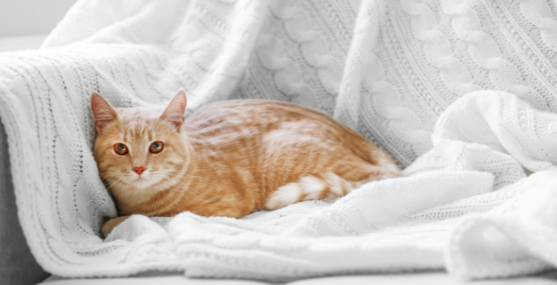Le Ténia chez le Chat : Symptômes, Traitement et Prévention