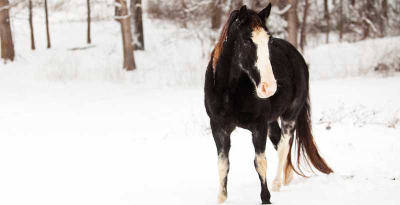 Faut-il tondre son cheval en hiver ?