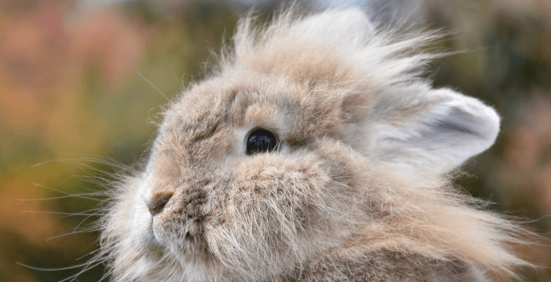 Changement de comportement chez le lapin : quand faut-il s'inquiéter ?